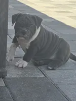 Moon , a female American Bully for sale in North Port, FL – 3 of 9
