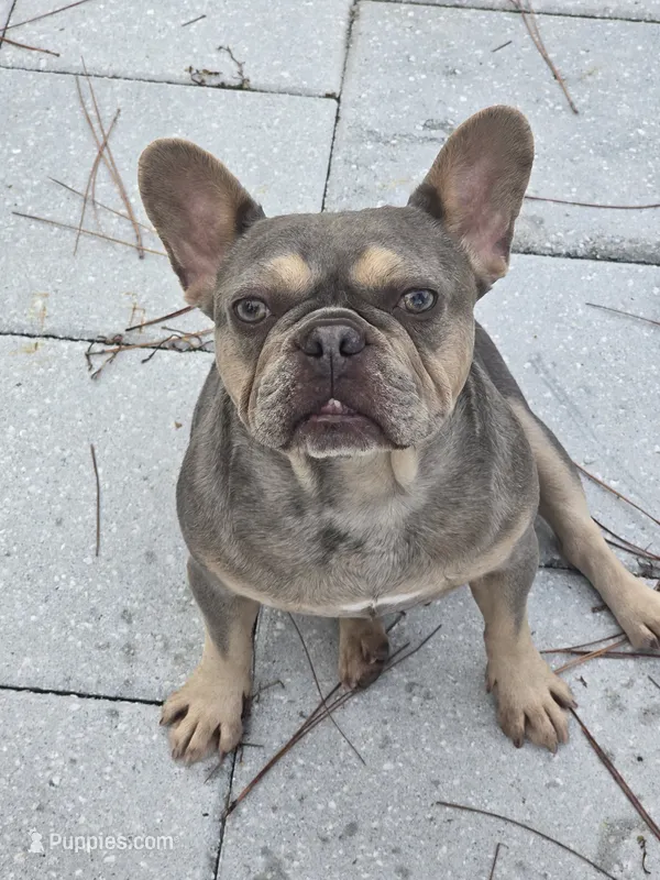 Bella – French Bulldog puppy for sale in North Port, FL