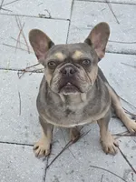 Bella, a female French Bulldog for sale in North Port, FL – 1 of 3