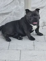 Lola, a female American Bully for sale in North Port, FL – 5 of 5
