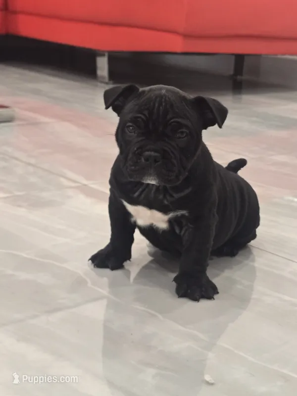 Mila  – American Bully puppy for sale in North Port, FL