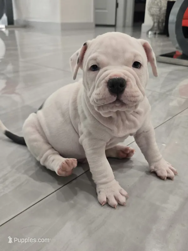 Mickey  – American Bully puppy on hold in North Port, FL
