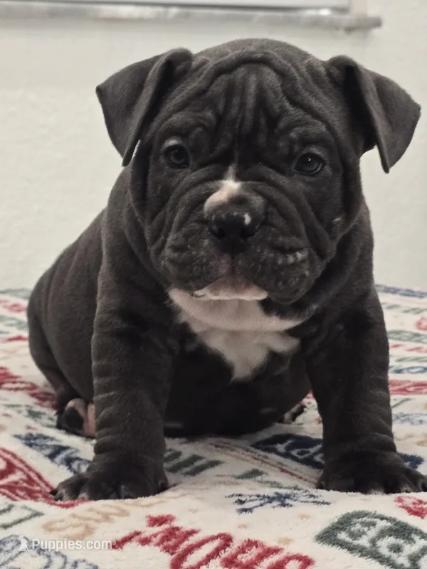 Bluey  – American Bully puppy for sale in North Port, FL