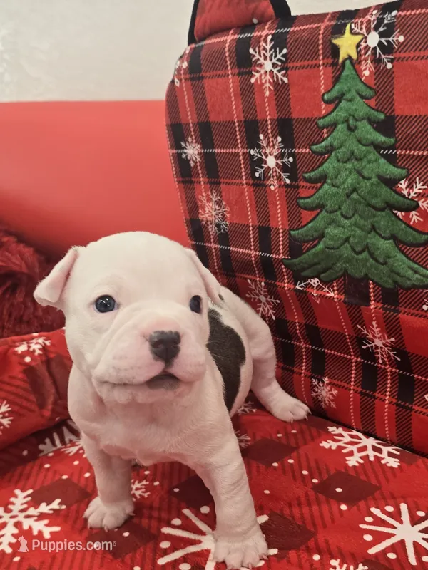 Mickey  – American Bully puppy for sale in North Port, FL