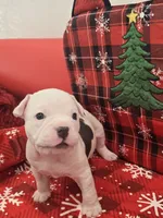 Mickey , a male American Bully for sale in North Port, FL – 1 of 6