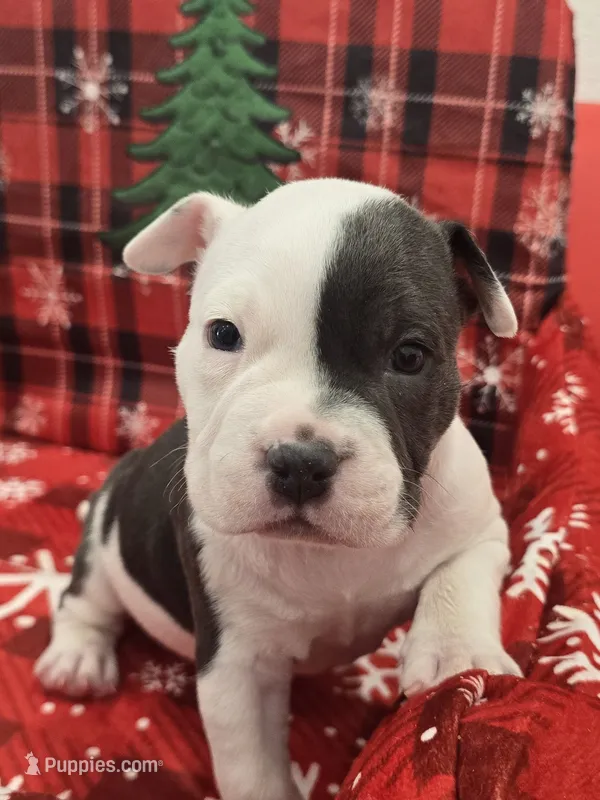 Max – American Bully puppy for sale in North Port, FL