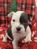 Max, a male American Bully for sale in North Port, FL – 1 of 6