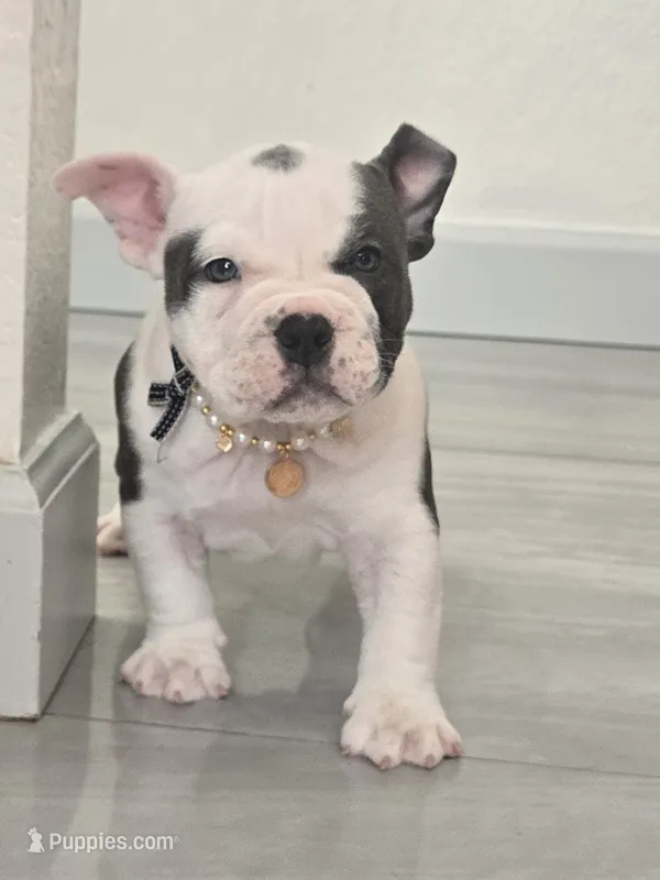 Lola – American Bully puppy for sale in North Port, FL