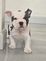 Lola, a female American Bully for sale in North Port, FL – 1 of 5