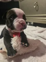 Panda, a male American Bully for sale in North Port, FL – 2 of 6