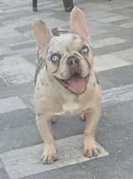 Angel , a female French Bulldog for sale in North Port, FL – 2 of 3