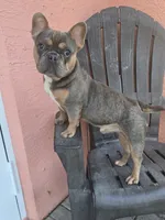 Messi, a male French Bulldog for sale in North Port, FL – 4 of 4