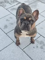 Messi, a male French Bulldog for sale in North Port, FL – 1 of 4