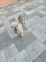 Angel , a female French Bulldog for sale in North Port, FL – 3 of 3