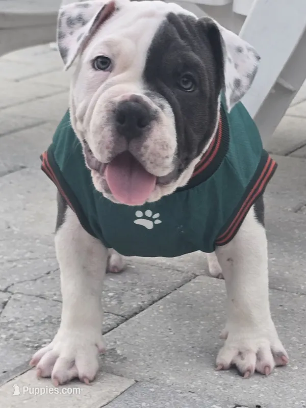Max – American Bully puppy for sale in North Port, FL