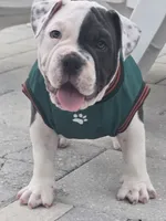 Max, a male American Bully for sale in North Port, FL – 1 of 8
