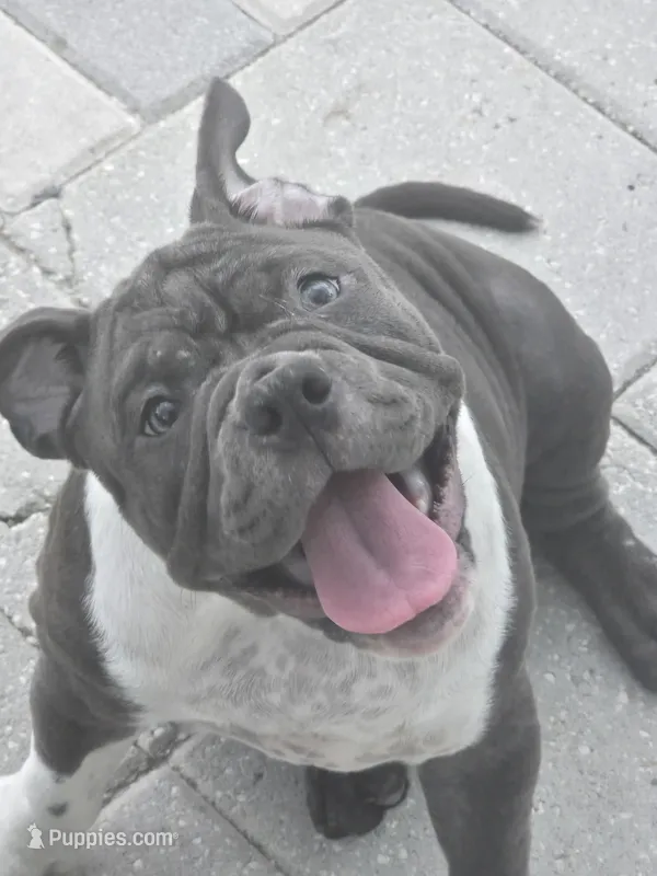 Moon  – American Bully puppy for sale in North Port, FL