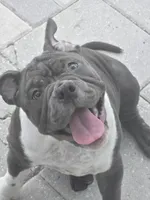 Moon , a female American Bully for sale in North Port, FL – 3 of 8