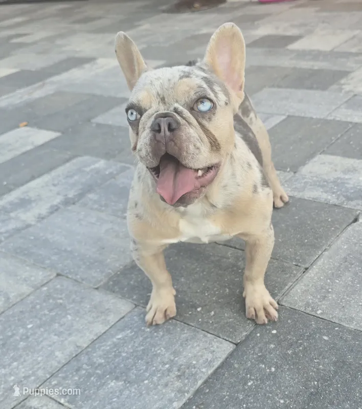 Angel  – French Bulldog puppy for sale in North Port, FL