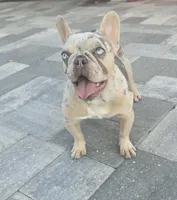 Angel , a female French Bulldog for sale in North Port, FL – 1 of 3