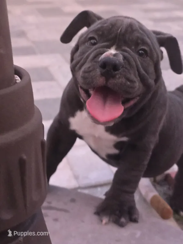 Bluey  – American Bully puppy for sale in North Port, FL