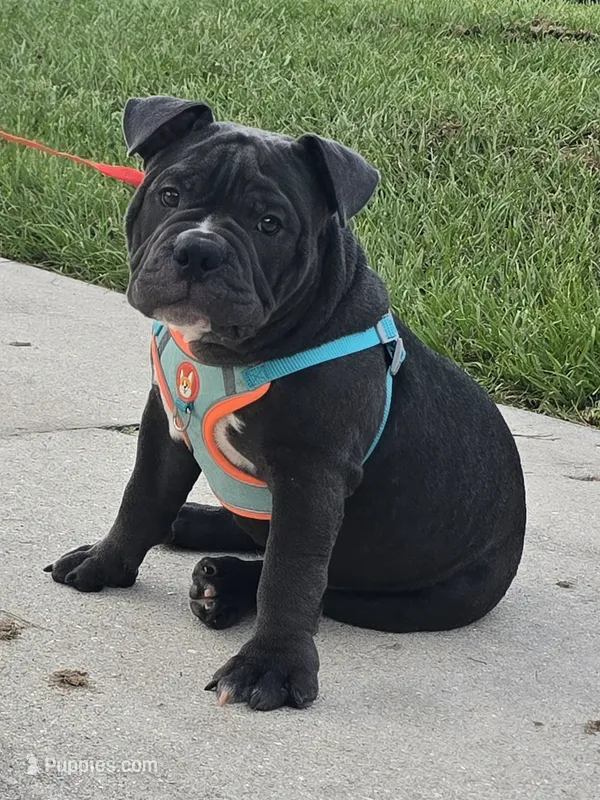Bluey  – American Bully puppy for sale in North Port, FL