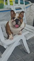 Lala, a female English Bulldog for sale in North Port, FL – 1 of 2