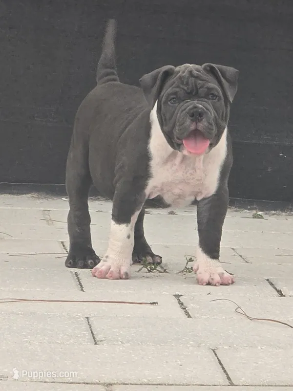 Moon  – American Bully puppy for sale in North Port, FL