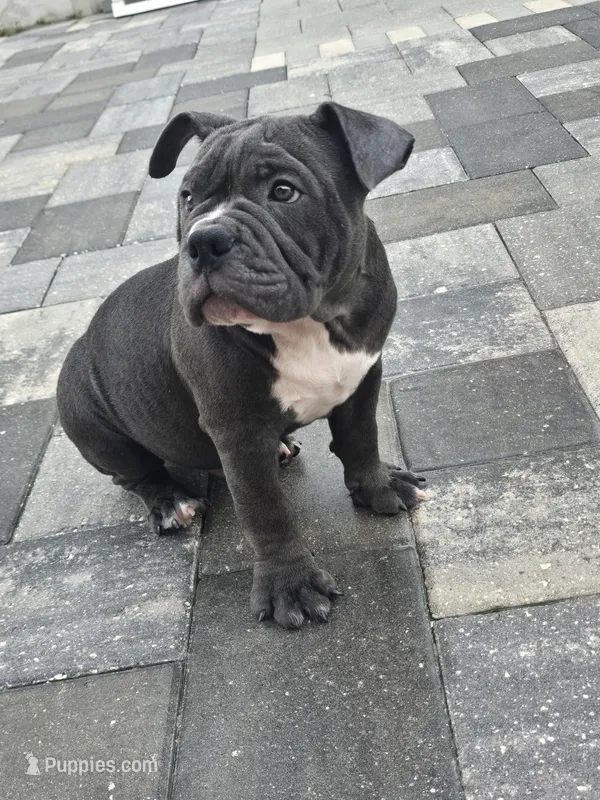 Bluey  – American Bully puppy for sale in North Port, FL