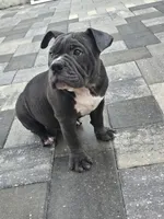 Bluey , a male American Bully for sale in North Port, FL – 1 of 5