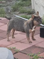 Messi, a male French Bulldog for sale in North Port, FL – 2 of 4