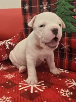 Mickey , a male American Bully for sale in North Port, FL – 2 of 6