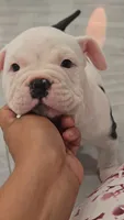 Minnie , a female American Bully for sale in North Port, FL – 3 of 7
