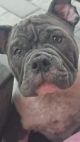 Moon , a female American Bully for sale in North Port, FL – 2 of 8