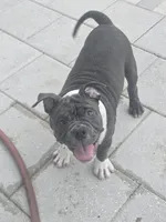 Moon , a female American Bully for sale in North Port, FL – 5 of 8