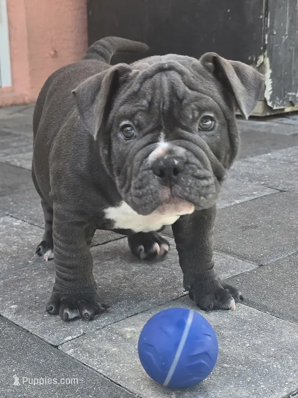 Bluey  – American Bully puppy for sale in North Port, FL