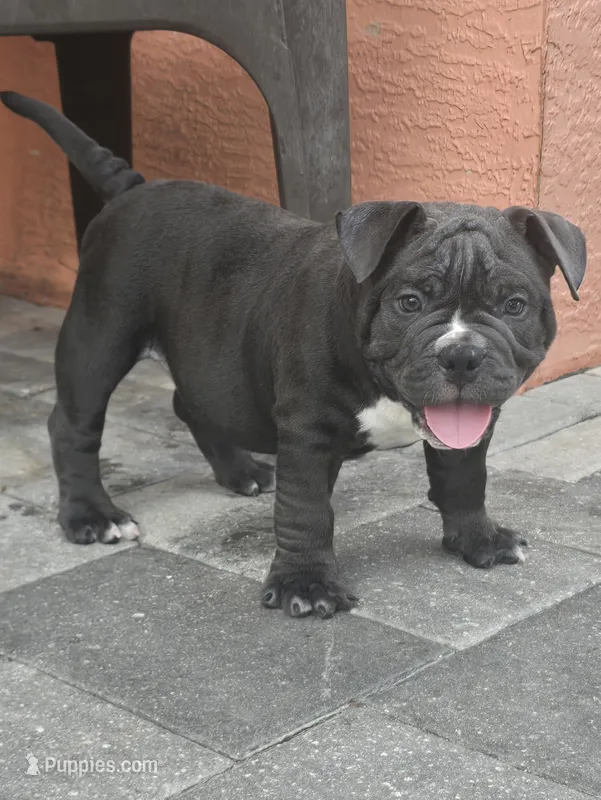 Bluey  – American Bully puppy for sale in North Port, FL