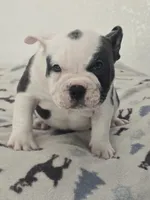 Lola, a female American Bully for sale in North Port, FL – 3 of 5