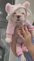 Minnie , a female American Bully for sale in North Port, FL – 7 of 7