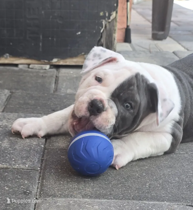 Max – American Bully puppy for sale in North Port, FL