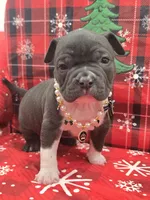 Moon , a female American Bully for sale in North Port, FL – 3 of 6