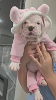 Minnie , a female American Bully for sale in North Port, FL – 6 of 7