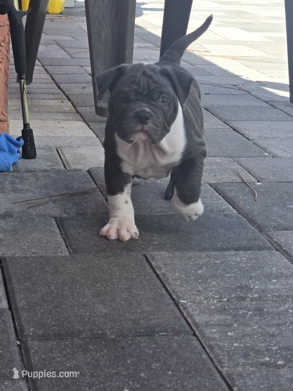 Moon  – American Bully puppy for sale in North Port, FL