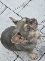Bella, a female French Bulldog for sale in North Port, FL – 2 of 3