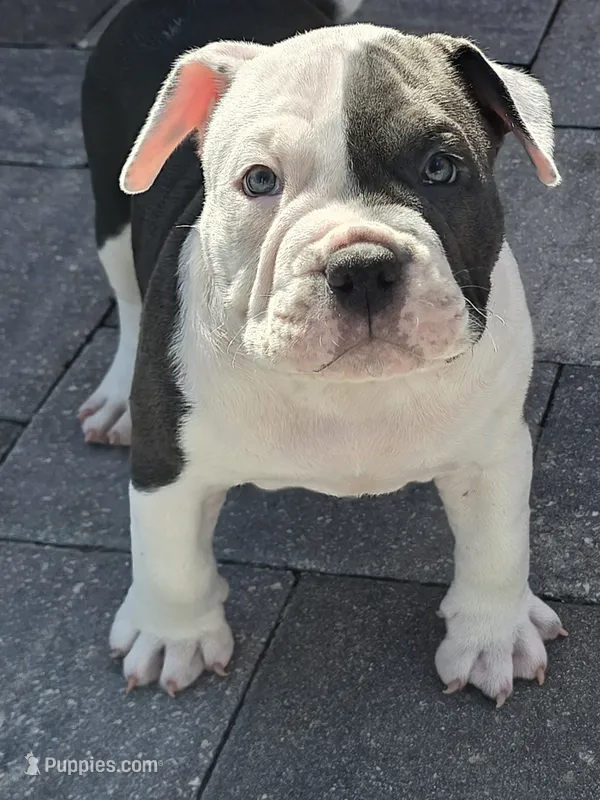 Max – American Bully puppy for sale in North Port, FL