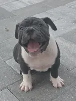 Moon , a female American Bully for sale in North Port, FL – 5 of 9