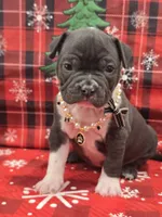 Moon , a female American Bully for sale in North Port, FL – 4 of 6