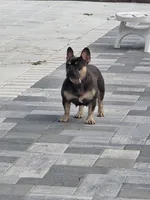 Elsa, a female French Bulldog for sale in North Port, FL – Photo 1 of 3