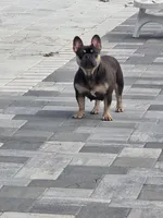 Elsa, a female French Bulldog for sale in North Port, FL – Photo 2 of 3