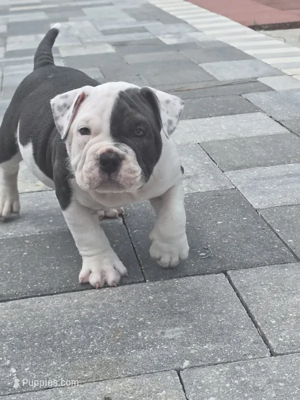 Max – American Bully puppy for sale in North Port, FL